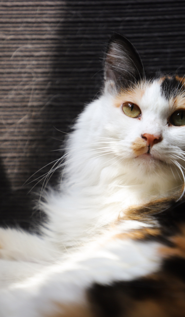 Взгляд красивой трехцветной кошки