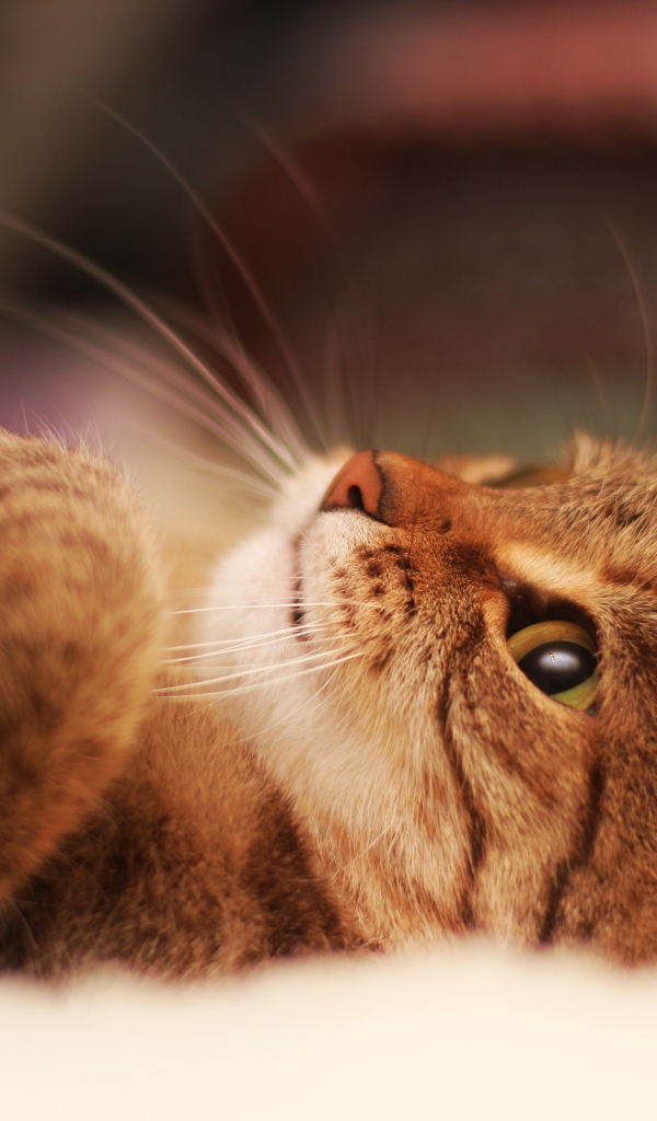 Милый кот лежит на спине