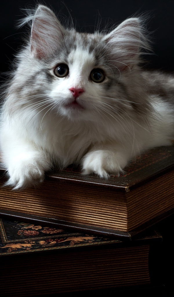 Котенок породы мейн кун лежит на книгах