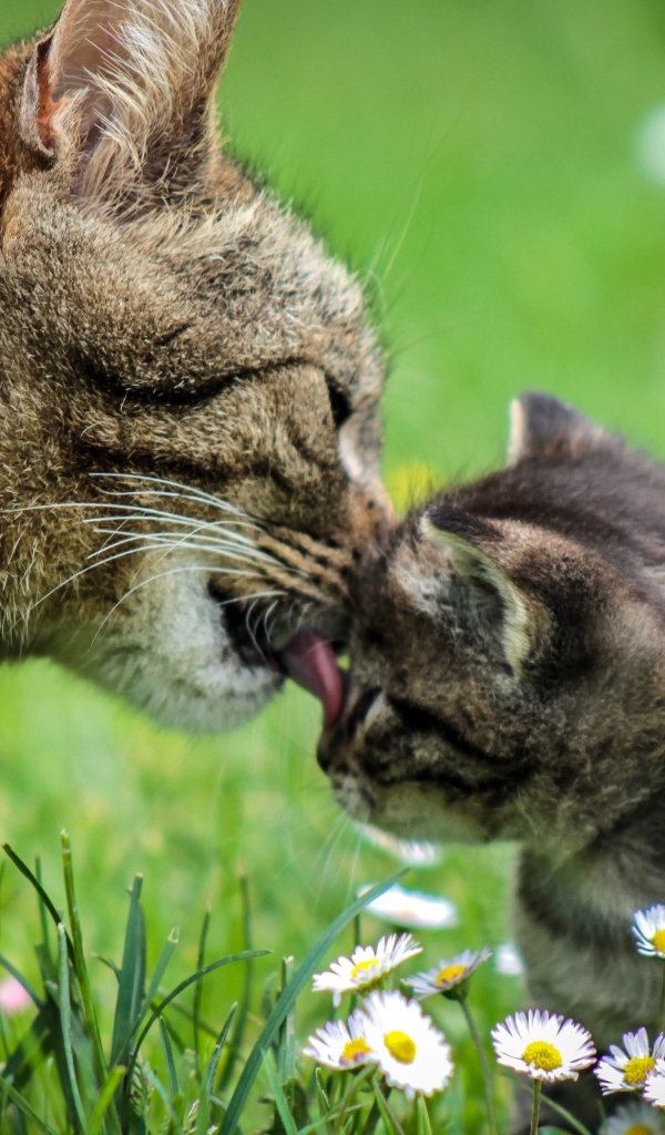 Мама кошка умывает серого котенка на зеленой траве