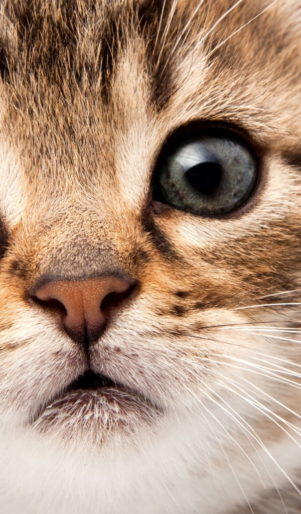 Морда маленького милого котенка на белом фоне крупным планом