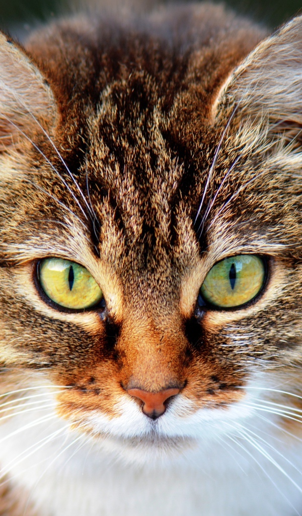 Морда красивого серого кота с желтыми глазами