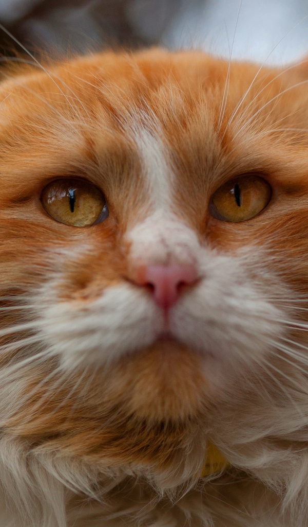 Морда красивого рыжего с белым кота крупным планом