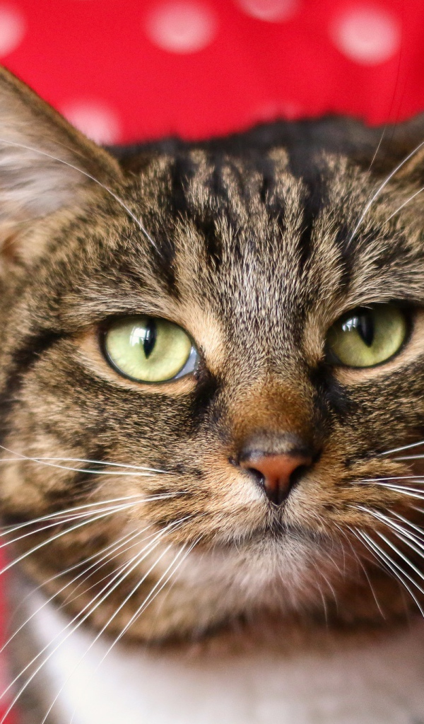 Морда серого кота на красном фоне 