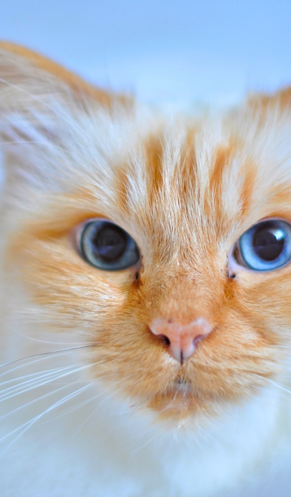 Морда рыжей голубоглазой кошки