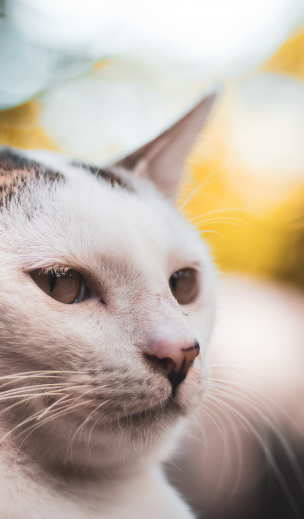 Морда белого кота крупным планом 