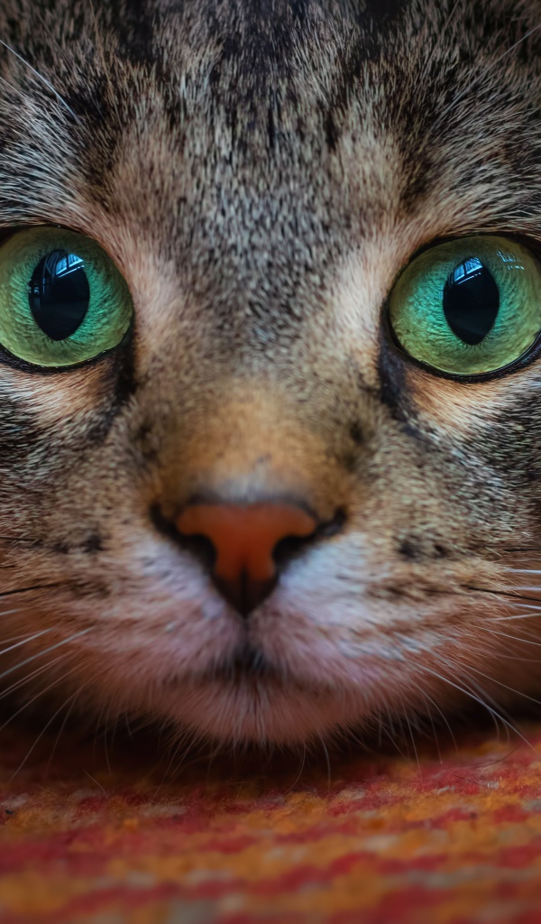 Морда зеленоглазого серого кота крупным планом 