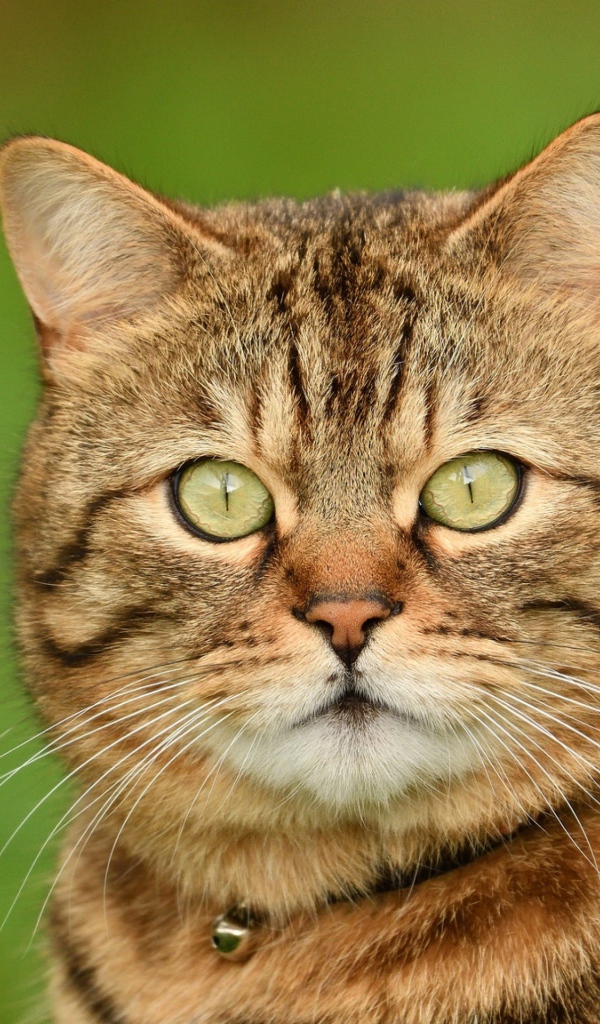 Морда породистого серого кота крупным планом 