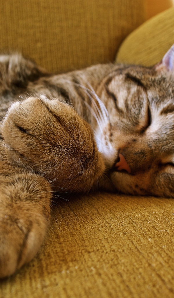 Милый серый кот спит на диване