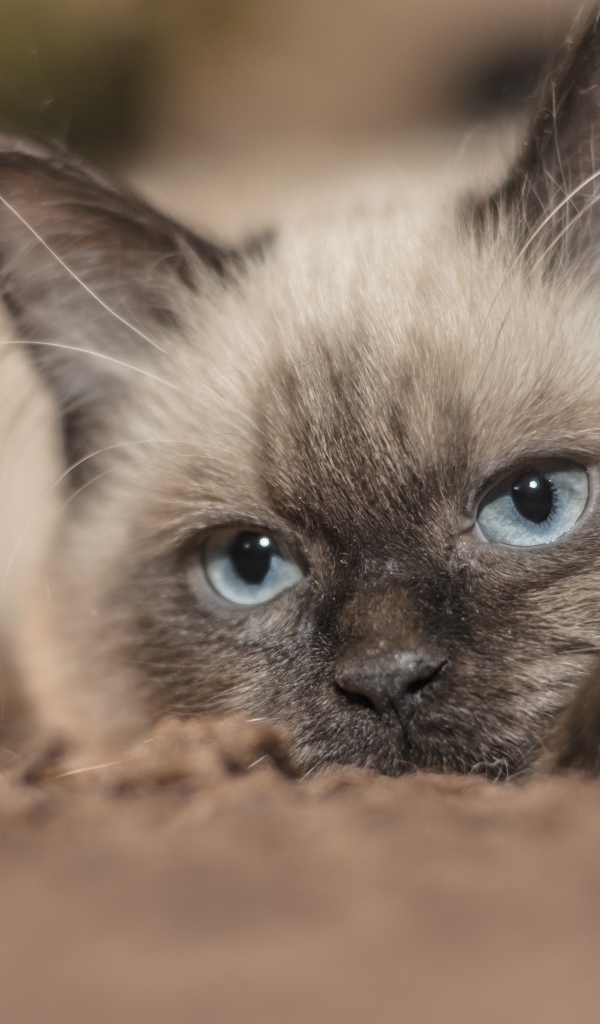 Породистый голубоглазый кот лежит на траве