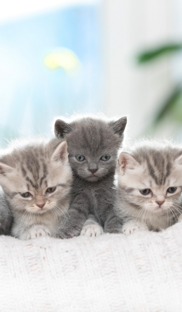 Породистые британские котята на диване 