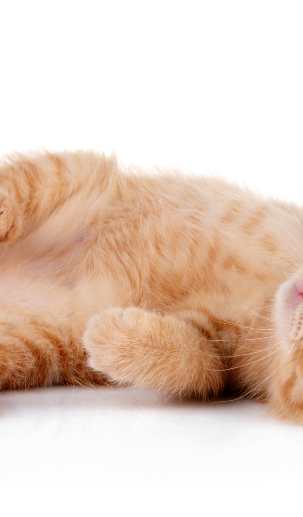 Породистый рыжий котенок на белом фоне