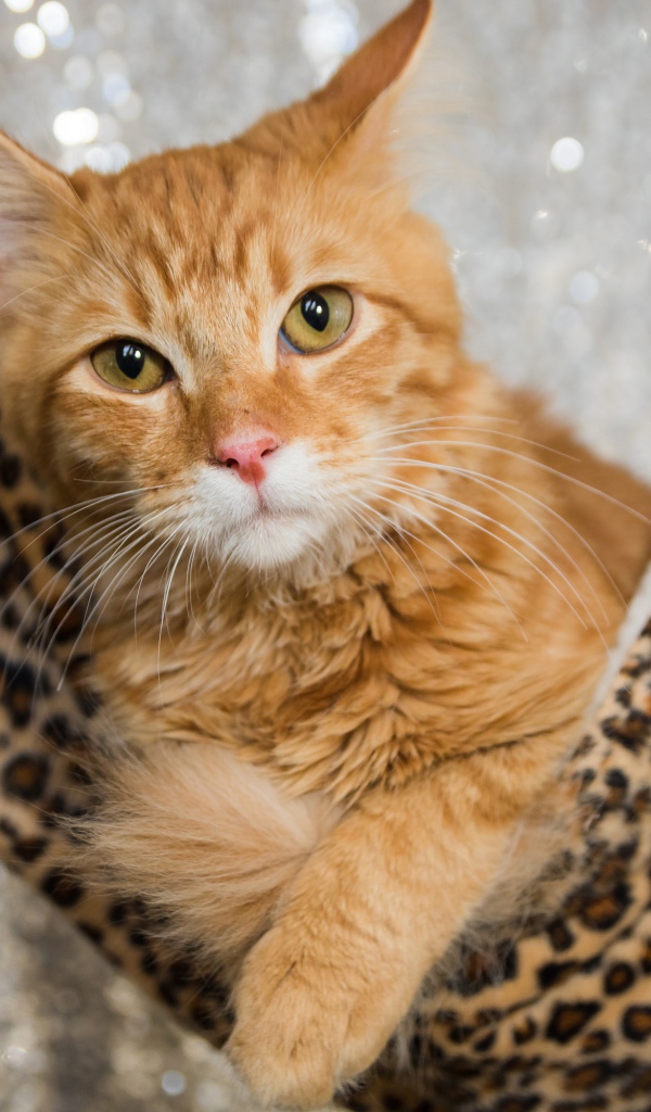 Рыжий красивый кот в гамаке 