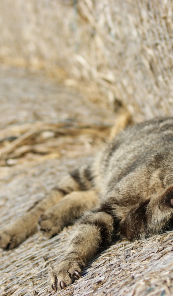 Рыжий котенок спит на сене