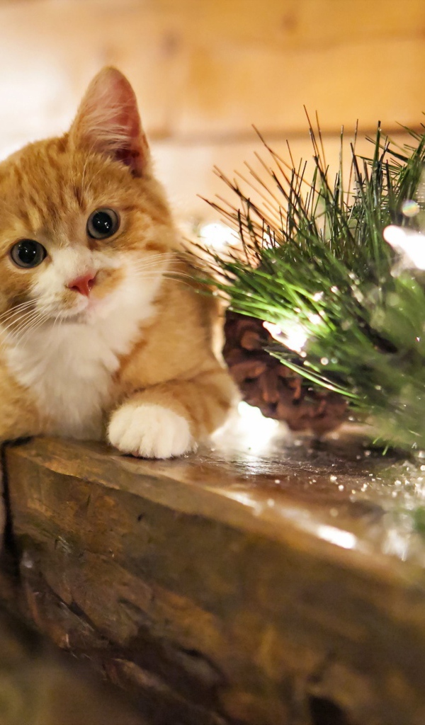 Рыжий котенок лежит на подоконнике