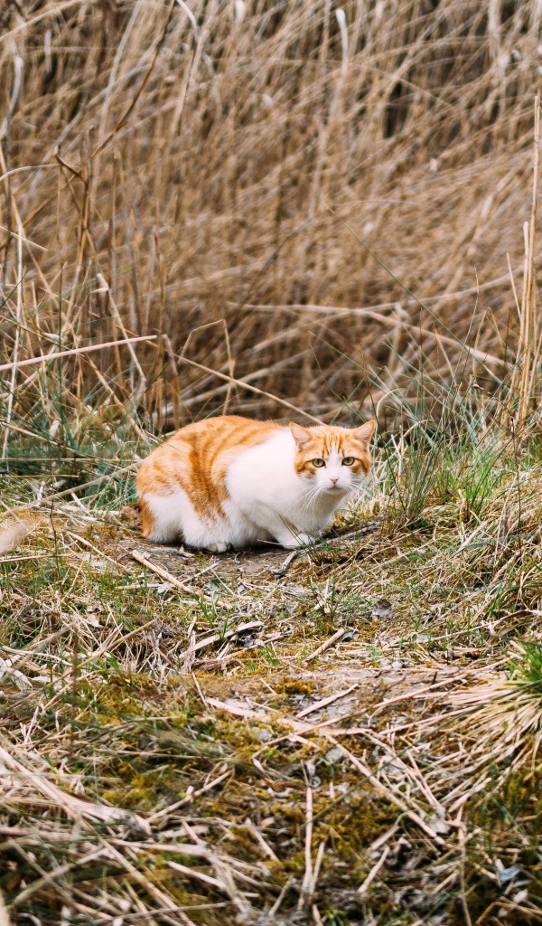 Рыже-белый испуганный кот в траве