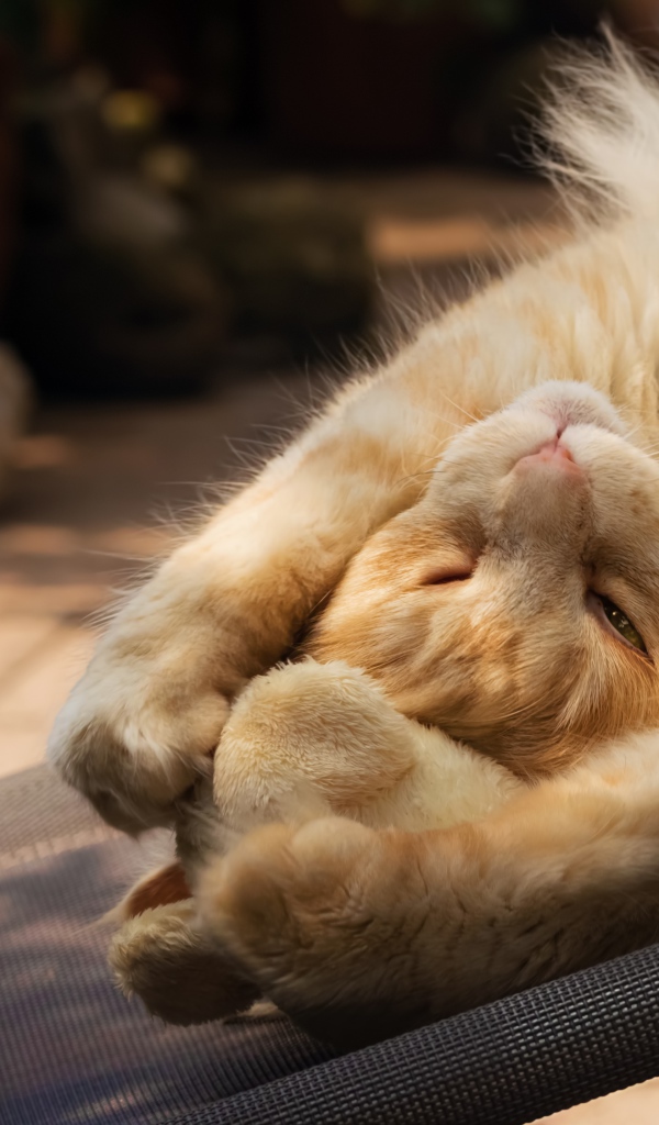 Рыжий кот спит на кресле 