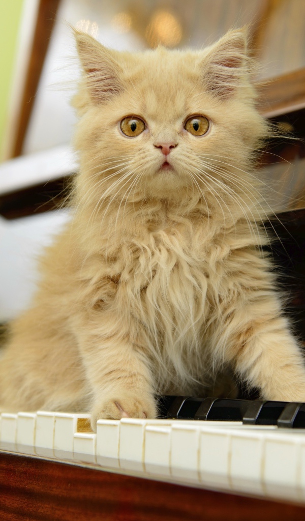 Рыжий персидский котенок сидит на пианино