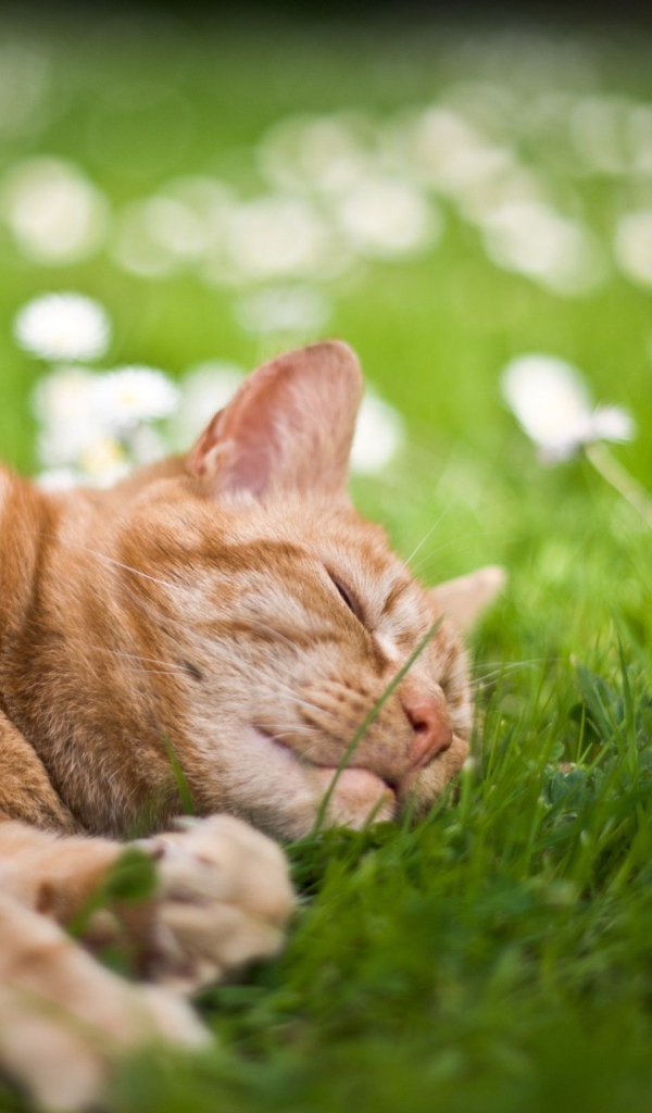 Рыжий кот лежит на зеленой траве с белыми ромашками