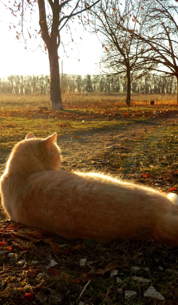 Рыжий кот лежит на земле в лучах осеннего солнца