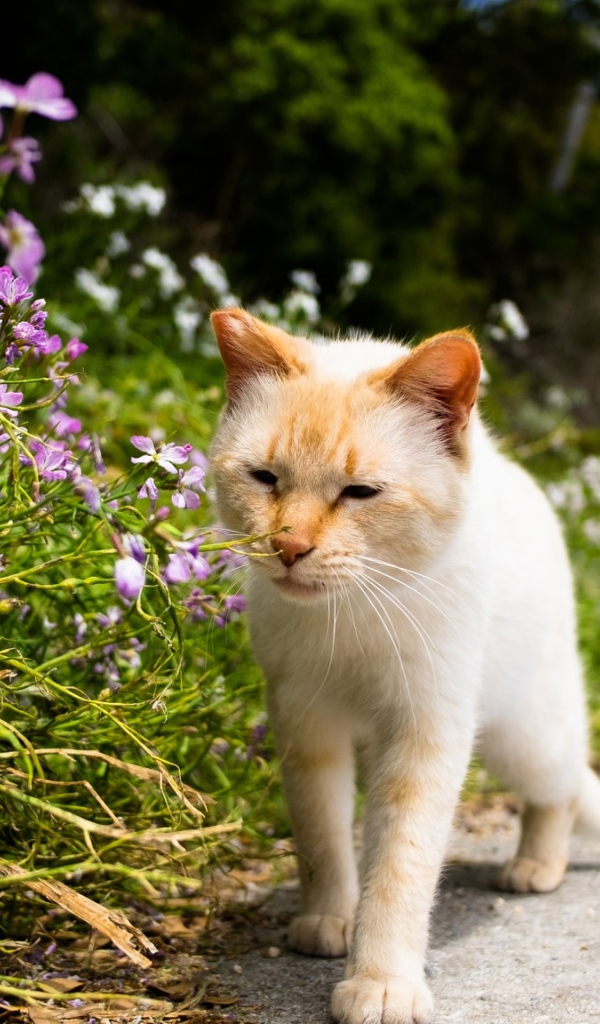 Рыжий кот рядом с цветами у дороги 
