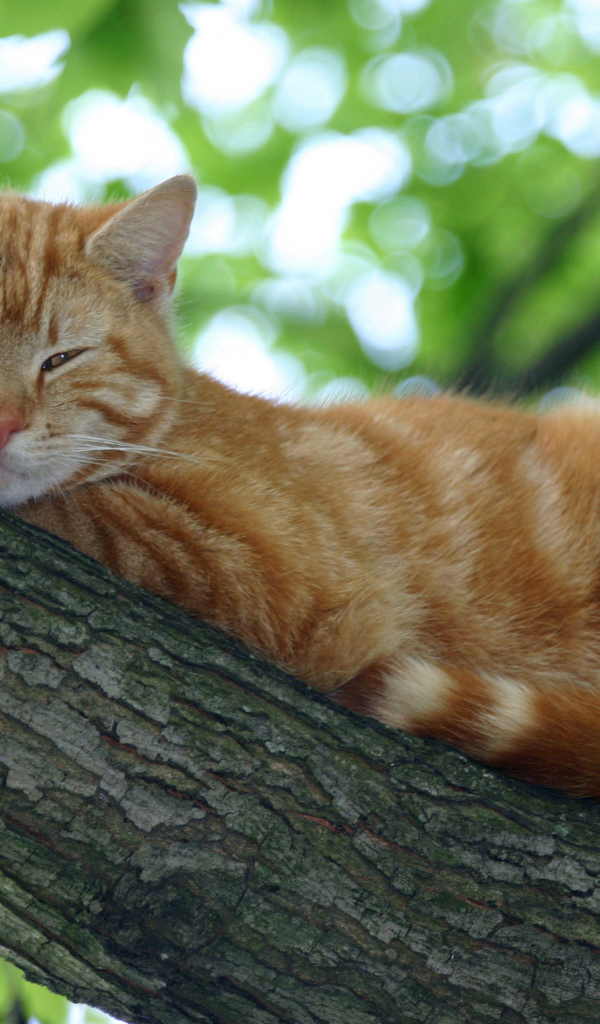 Рыжий кот спит на ветке дерева