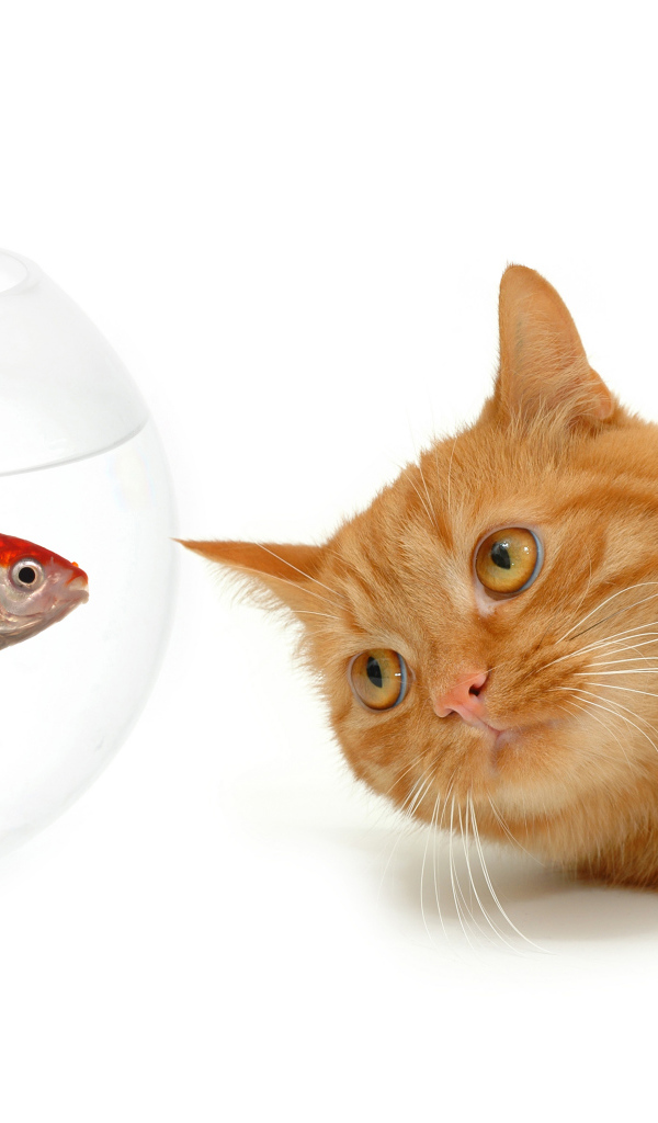 Рыжий кот с золотой рыбкой на белом фоне