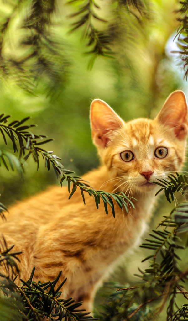 Рыжий любопытный котенок сидит в зеленых ветках