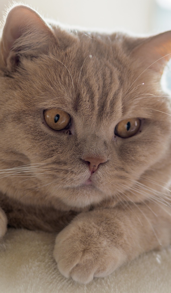 Рыжая британская короткошёрстная кошка лежит на диване