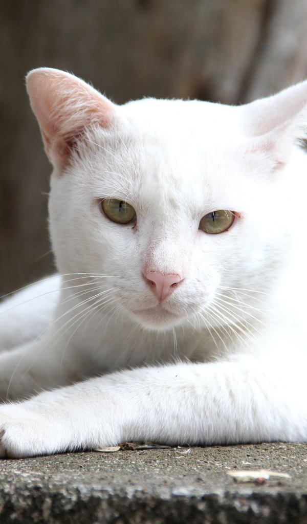Грустный белый кот лежит на земле 