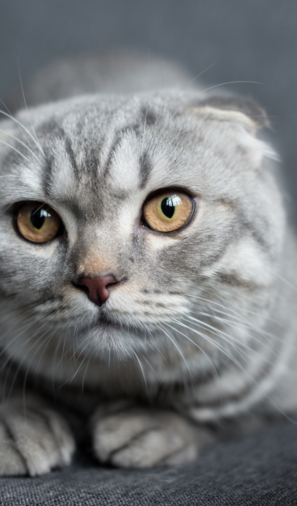 Шотландская вислоухая кошка лежит на диване