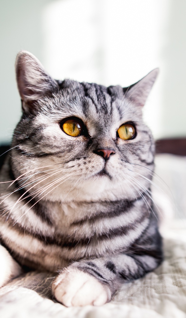 Шотландский кот лежит на кровати