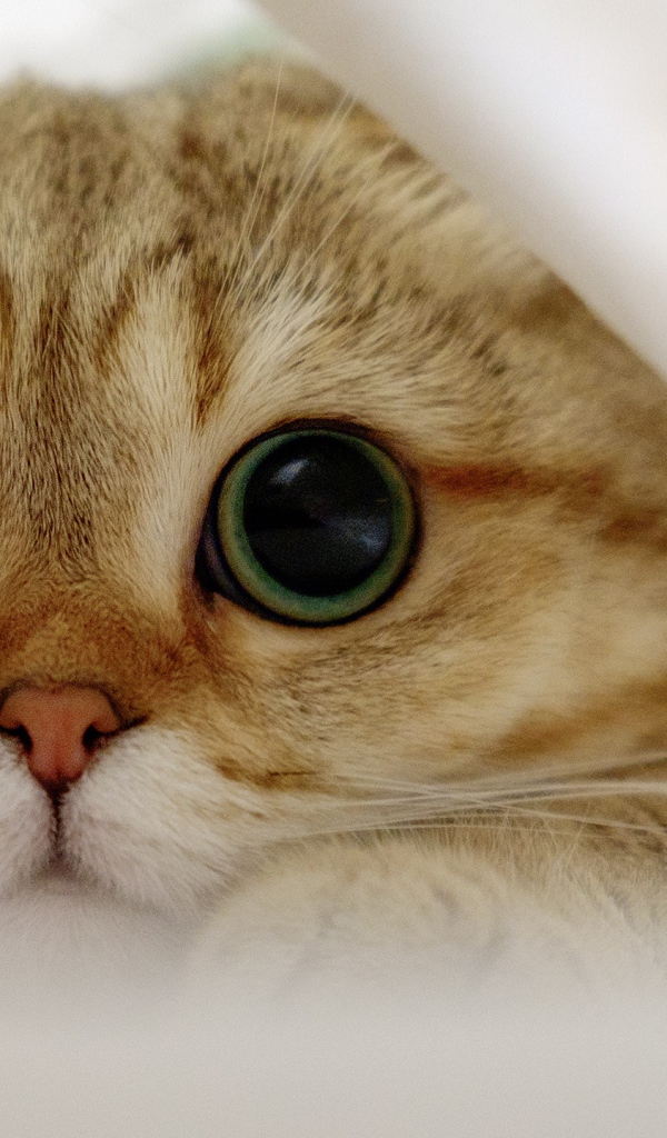 Шотландский вислоухий кот с большими глазами