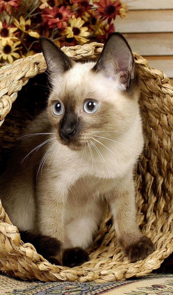 Сиамский голубоглазый кот сидит в корзине