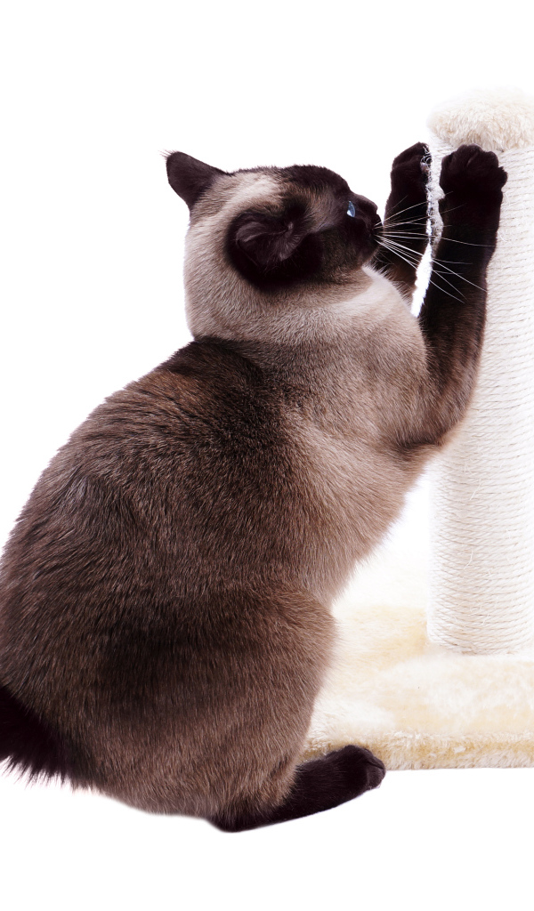 Сиамский кот точит когти на белом фоне