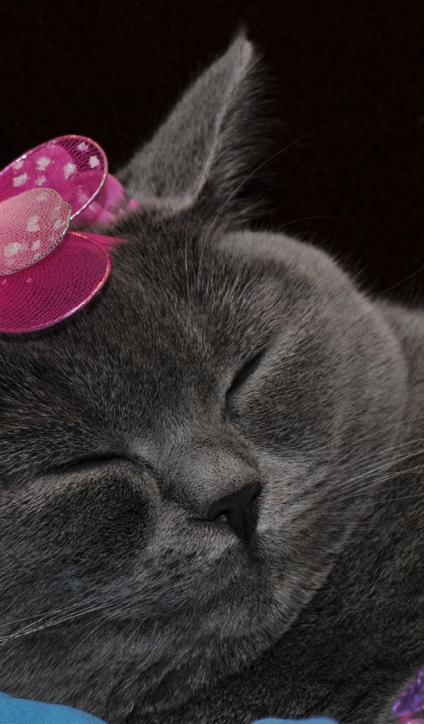 Спящий британский кот с украшением на голове