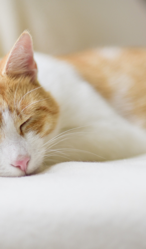 Спящий рыжий с белым кот