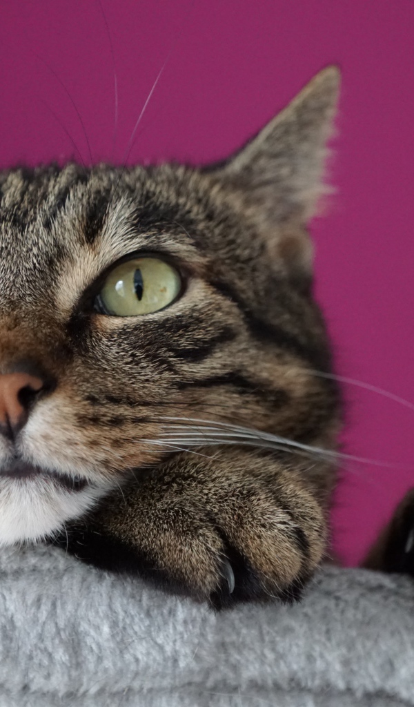 Хитрый серый кот на сиреневом фоне