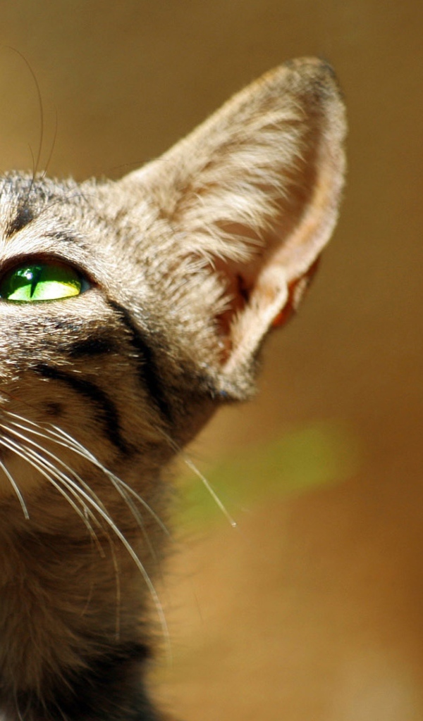 Хитрый зеленоглазый серый кот 