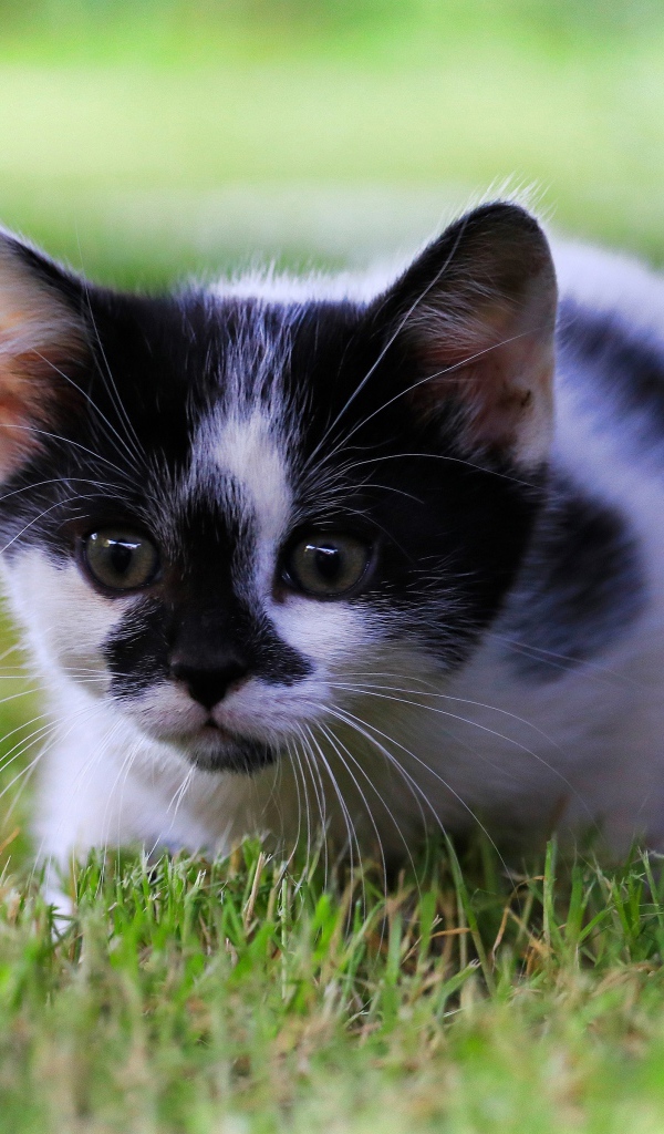 Маленький черно-белый котенок в зеленой траве