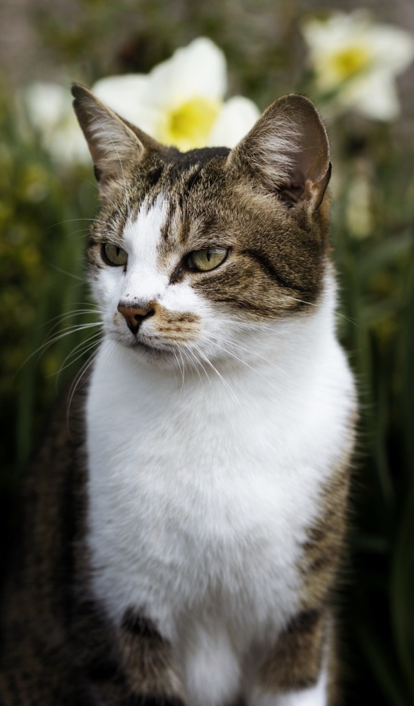 Кот сидит в белых цветах нарцисса