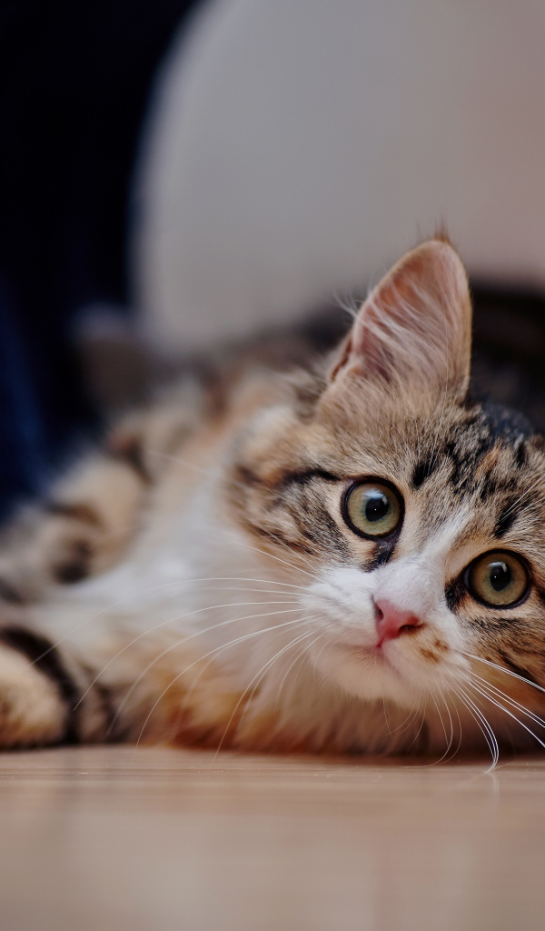 Взгляд любопытного серого кота