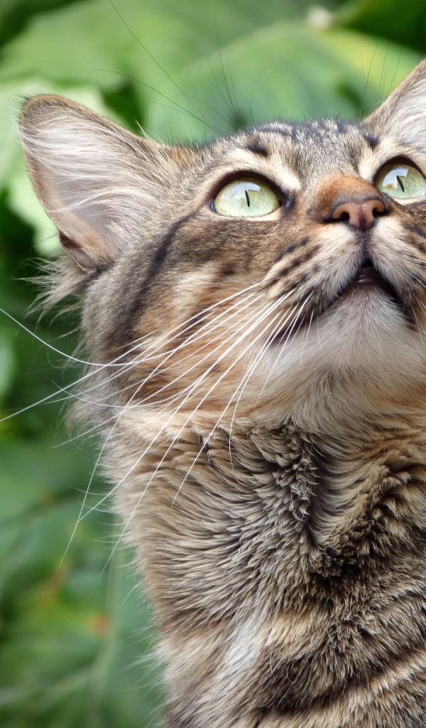 Взгляд серого зеленоглазого кота на фоне зеленых листьев