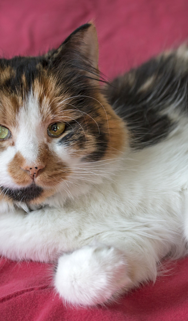Трехцветная кошка лежит на розовом покрывале 