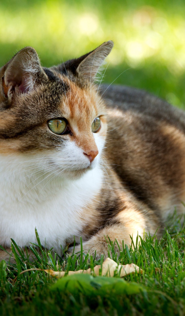 Трехцветная кошка лежит на зеленой траве