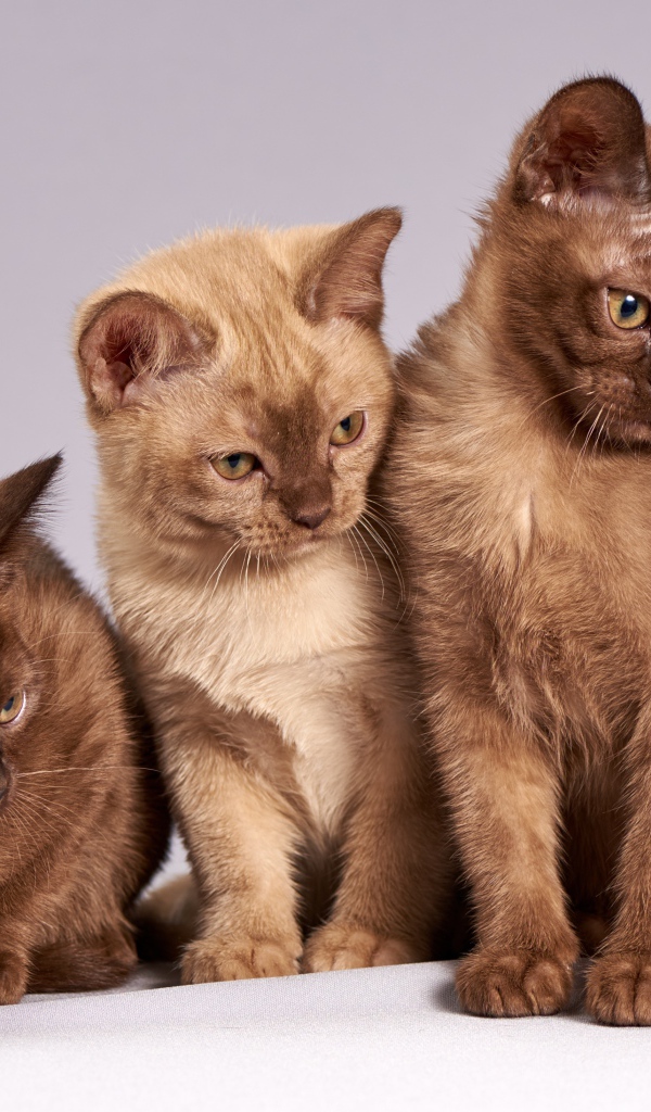 Три красивых породистых котенка на сером фоне