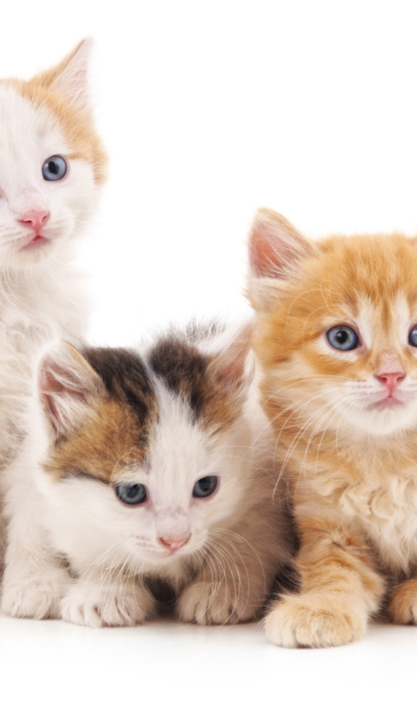 Три маленький красивых котенка на белом фоне