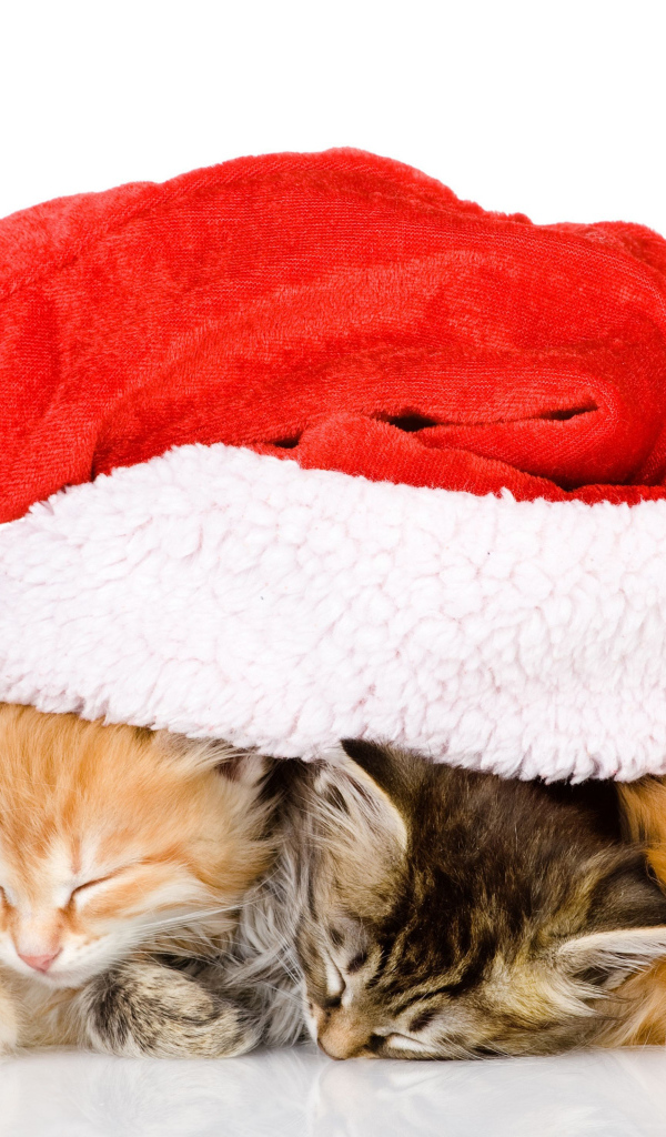 Три маленький милых котенка под новогодней шапкой на белом фоне