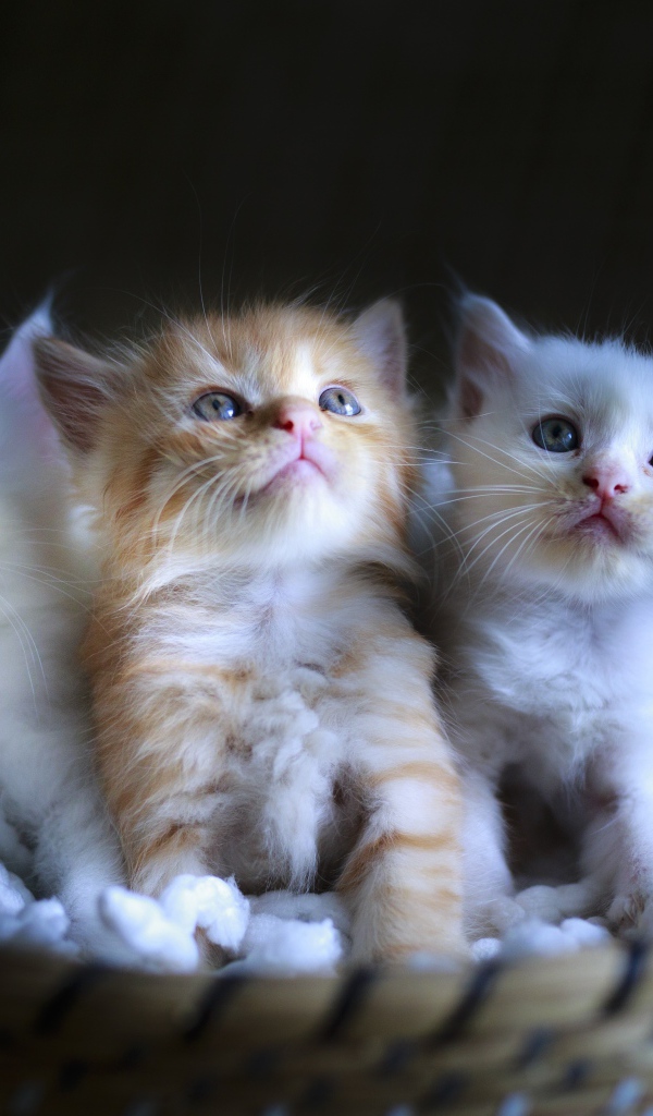 Три маленьких котенка в корзине