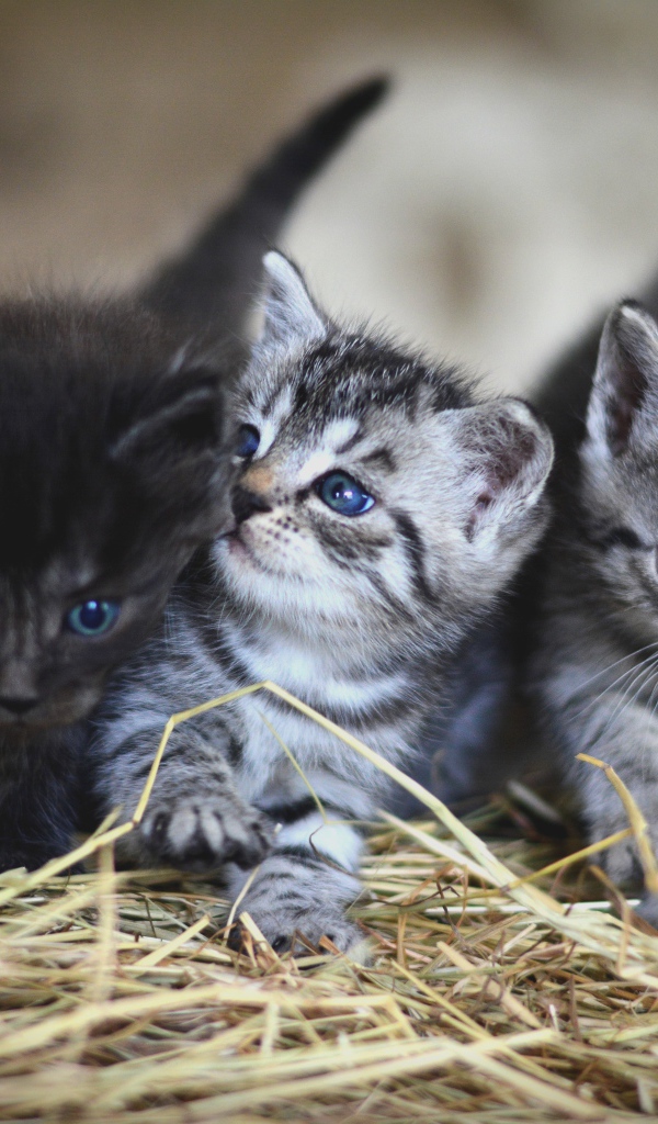 Три маленьких серых котенка на сене 